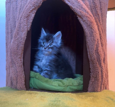 CHATON - Maine Coon