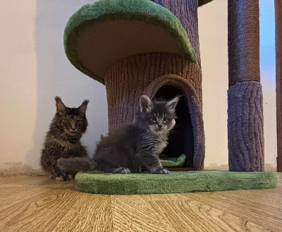 Maine Coon - Du Royaume De B'Oxie