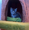 Maine Coon