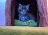 Maine Coon