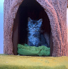 Maine Coon