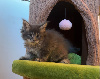 Maine Coon