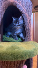 Maine Coon