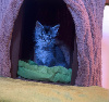 Maine Coon