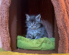 Maine Coon