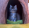 Maine Coon