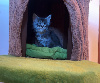 Maine Coon