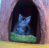 Maine Coon