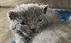2 princesses sont nées Chartreux