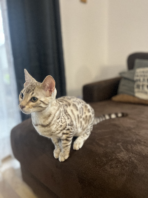 Des trésors de Loumaé - Chaton disponible  - Bengal