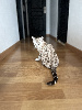 Bengal