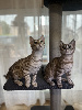 Bengal