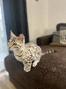 Bengal