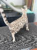 Bengal