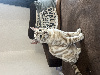 Bengal