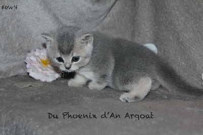 Bowie - British Shorthair et Longhair