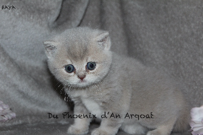 Du Phoenix Dan Argoat - Chaton disponible  - British Shorthair et Longhair