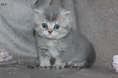 Du Phoenix Dan Argoat - Chaton disponible  - British Shorthair et Longhair
