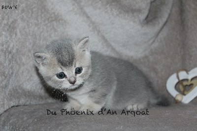 Bowie - British Shorthair et Longhair