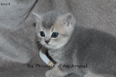 Bowie - British Shorthair et Longhair