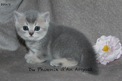 Bowie - British Shorthair et Longhair