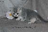 Jolis chatons typés British Shorthair et Longhair