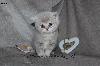 Jolis chatons typés British Shorthair et Longhair