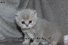 Jolis chatons typés British Shorthair et Longhair