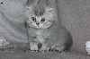 Jolis chatons typés British Shorthair et Longhair