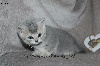 Jolis chatons typés British Shorthair et Longhair