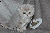 Jolis chatons typés British Shorthair et Longhair