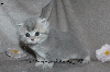 Jolis chatons typés British Shorthair et Longhair