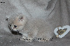 Jolis chatons typés British Shorthair et Longhair