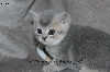 Jolis chatons typés British Shorthair et Longhair