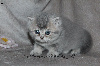 Jolis chatons typés British Shorthair et Longhair