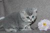 Jolis chatons typés British Shorthair et Longhair