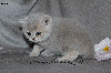 Jolis chatons typés British Shorthair et Longhair