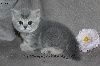Jolis chatons typés British Shorthair et Longhair