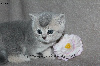 Jolis chatons typés British Shorthair et Longhair