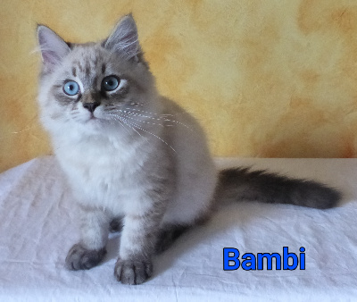 Du Palais Sibérien - Chaton disponible  - Sibérien
