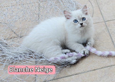 Du Palais Sibérien - Chaton disponible  - Sibérien