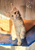 Maine coon LOOF disponibles (très jolis pédigrées) Maine Coon