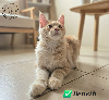Maine coon LOOF disponibles (très jolis pédigrées) Maine Coon