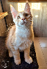 Maine coon LOOF disponibles (très jolis pédigrées) Maine Coon