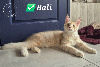 Maine coon LOOF disponibles (très jolis pédigrées) Maine Coon
