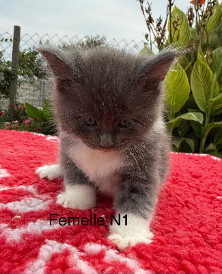CHATON - Maine Coon