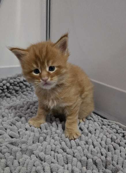 CHATON