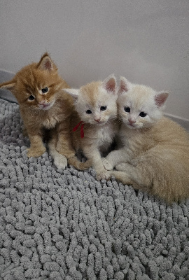 Maine Coon - 3 Adorables chatons maine coon - Des Coons De L'Ouanne