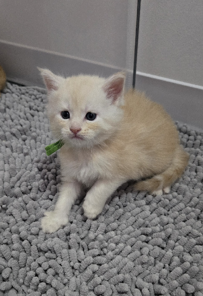 CHATON - 
