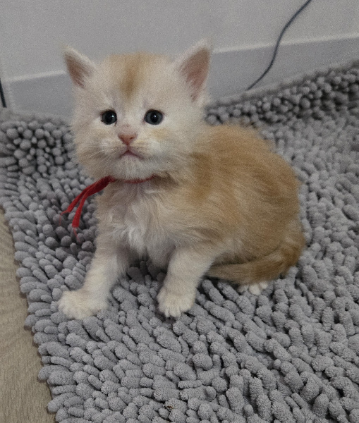 CHATON